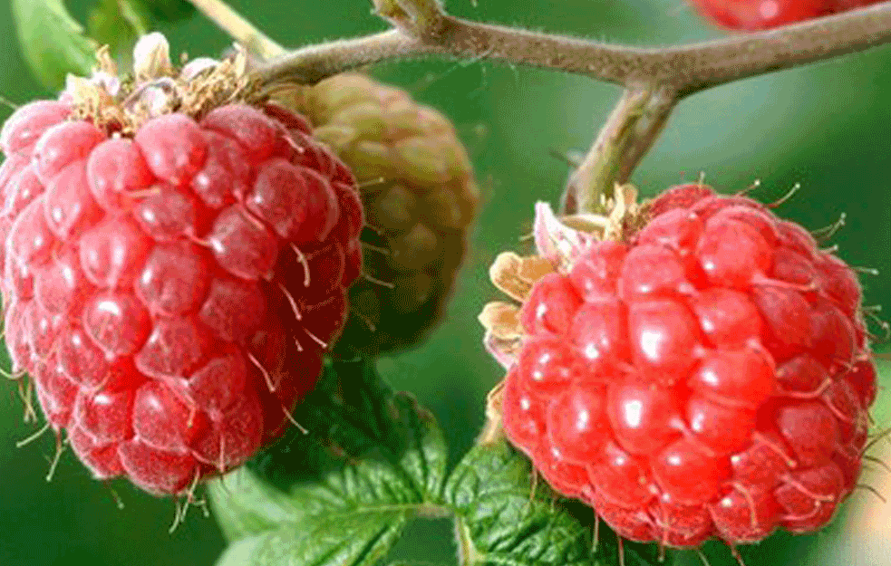 Kreće <span style='color:red;'><b>berba malina</b></span>, biće četvrt milijarde dolara od izvoza