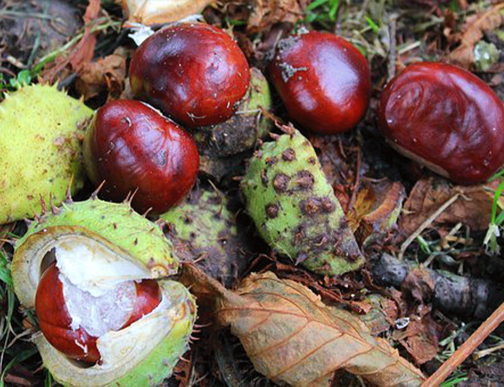 PEČENI <span style='color:red;'><b>KESTEN</b></span> KOME NEĆETE ODOLETI : Važno je znati da se dobro ispeče, otkrivamo i kako