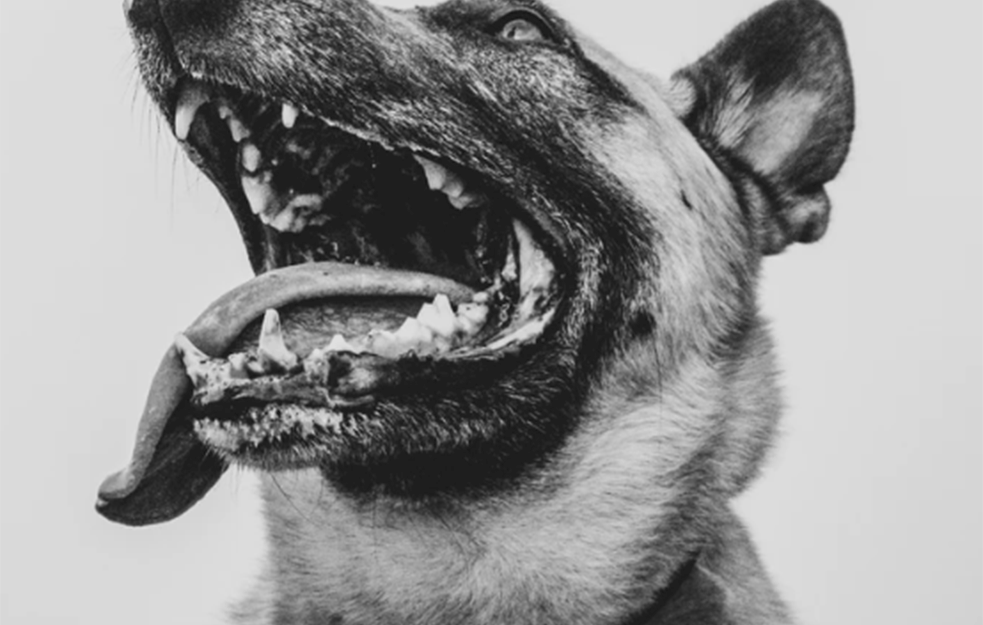 VLASNIČKI PSI OPASNIJI OD LUTALICA: U ulici punoj dece pas samo što nije zaklao devojčicu, koža visi sa obraza, nos pocepan, uvo poliotkinuto

