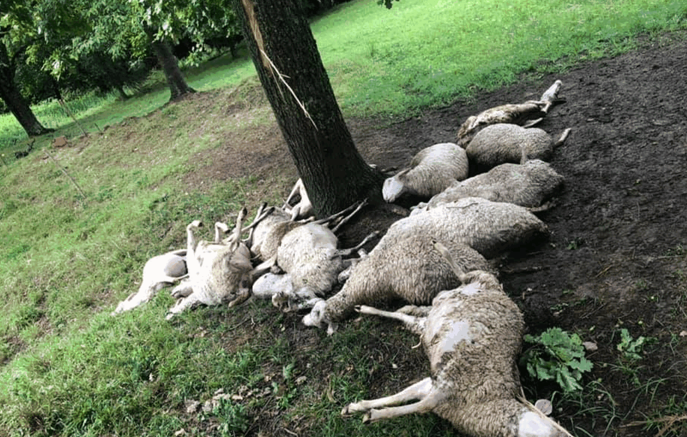Hrvatska: Grom udario u drvo i UBIO ČITAVO <span style='color:red;'><b>STADO</b></span>! Nastradalo 20 ovaca (FOTO)