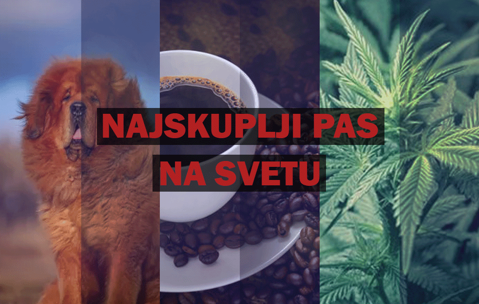<span style='color:red;'><b>Najskuplji pas</b></span> na svetu