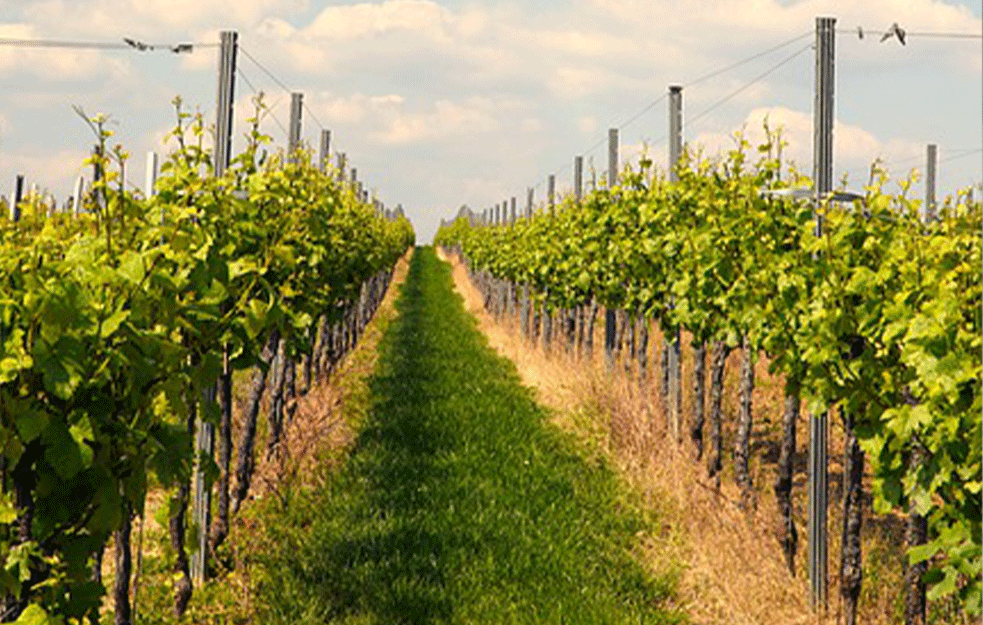 Kiše nose rizik za nastanak <span style='color:red;'><b>infekcija</b></span> u vinogradu