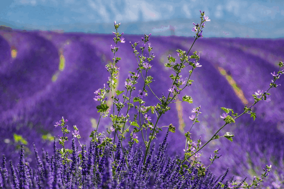 KORISNO JE ZNATI: <span style='color:red;'><b>Lavanda</b></span> za dobar san i rasterećen um