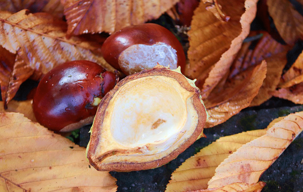 Orašasto voće bez <span style='color:red;'><b>gluten</b></span>a i čuvar vašeg zdravlja

