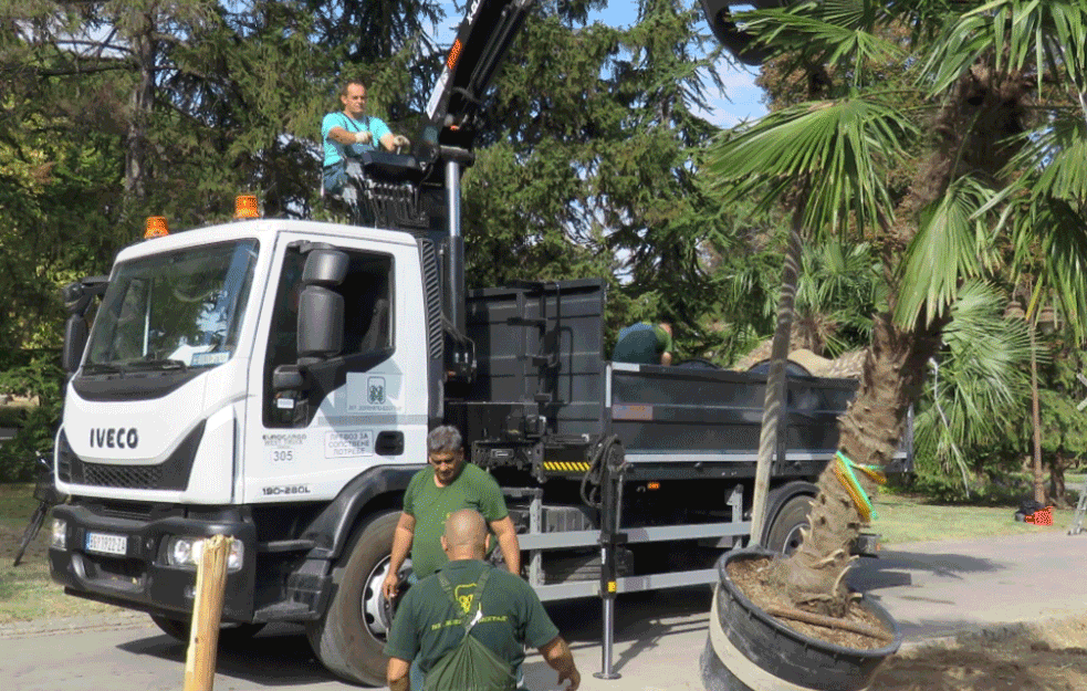 KAKVA SLIKA: Evo kako su nedavno zasađene palme na Kalemegdanu dočekale hladne dane (FOTO)