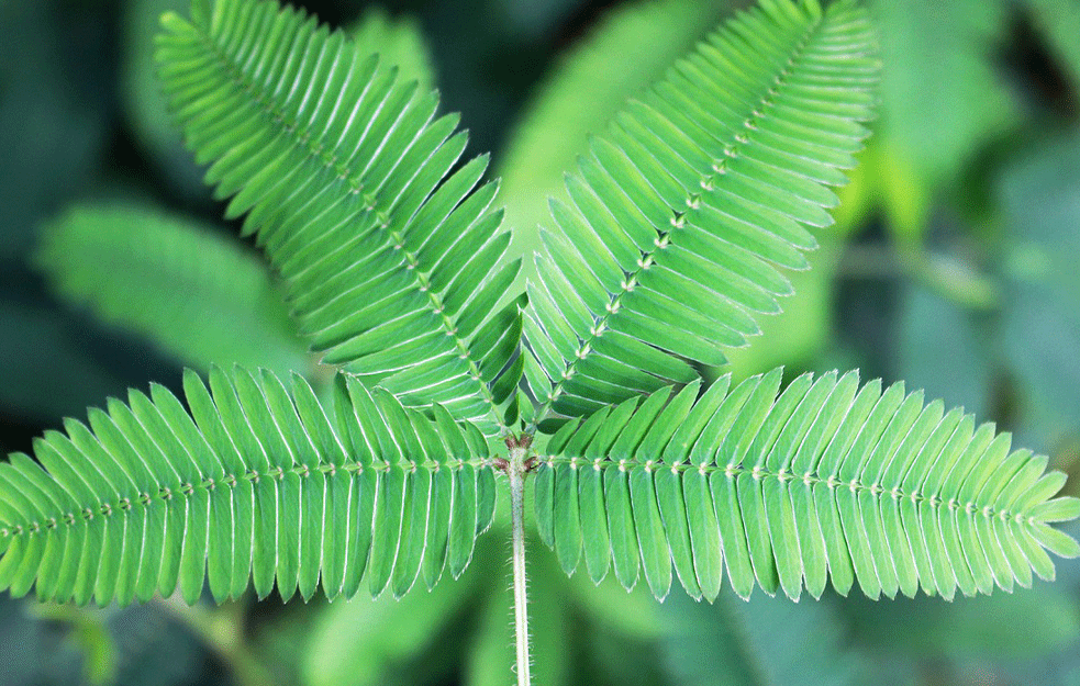 Mimosa Pudica - Stidljiva <span style='color:red;'><b>Mimoza</b></span> ( VIDEO )
