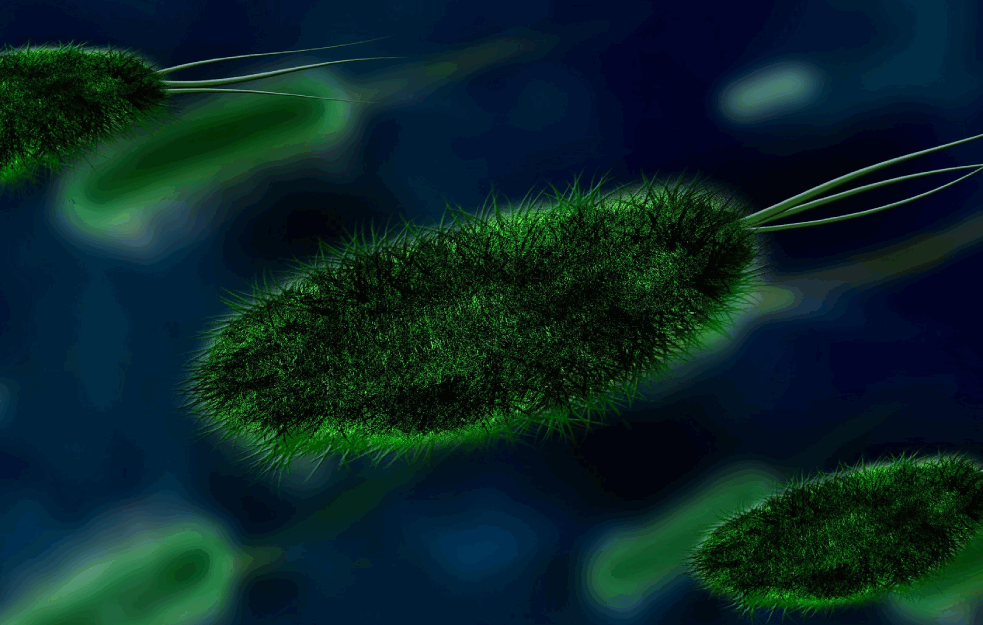 Dramatično upozorenje naučnika: Bakterije koje izazivaju tifus postaju otporne na sve antibiotike