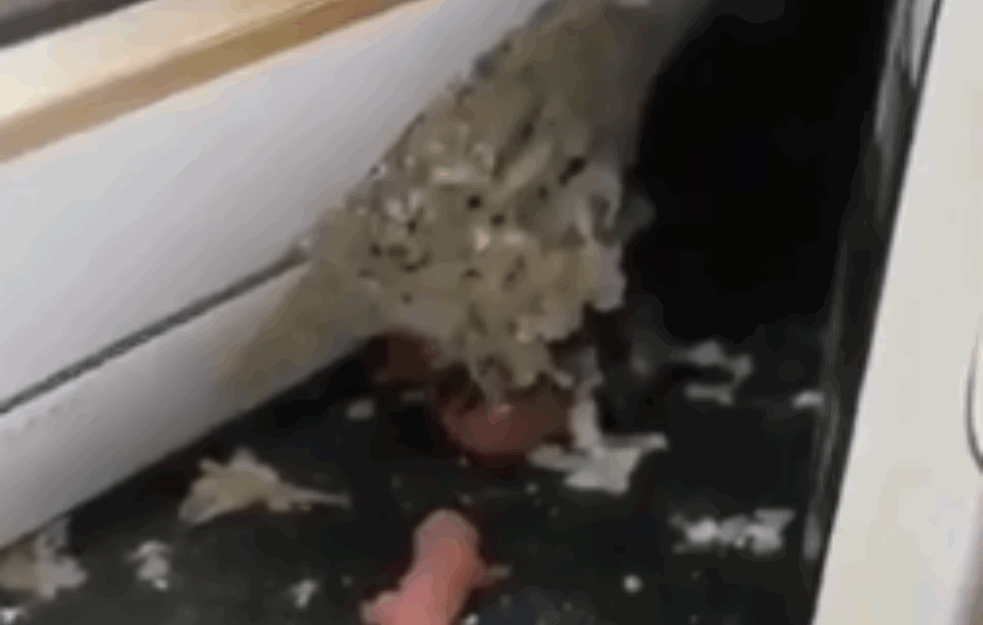 I MIŠEVI VOLE NES KAFU: Glodar je na svet doneo mlade koji su se RAZMILELI PO RAFOVIMA! (UZNEMIRUJUĆI VIDEO)  