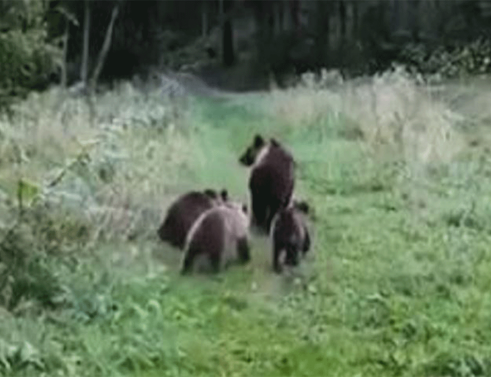 Uvećava se kolonija mrkih medveda u Srbiji: Osvanuo snimak mečke sa mladuncima (VIDEO)