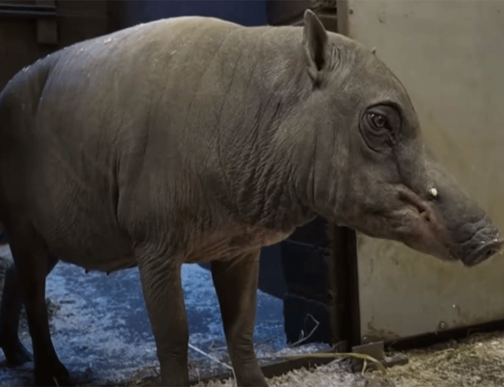 Novi članovi Londonskog zoo-vrta: Indonežanske svinje, 'najružniji <span style='color:red;'><b>prasići</b></span> na svetu'