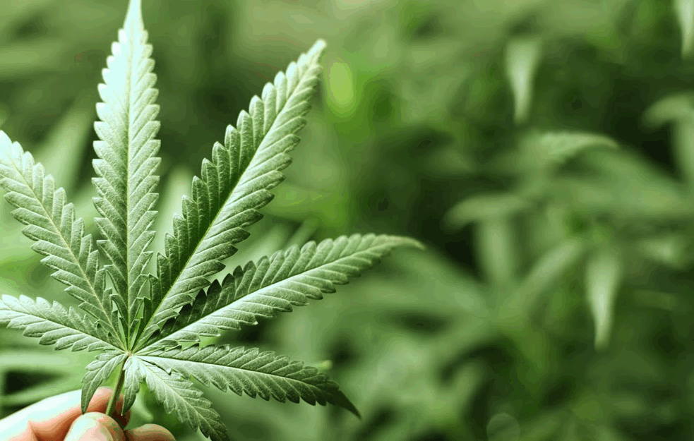SPORTISTI DIGLI GLAS ZA LEGALIZACIJU KANABISA: <span style='color:red;'><b>Marihuana</b></span> nije doping!