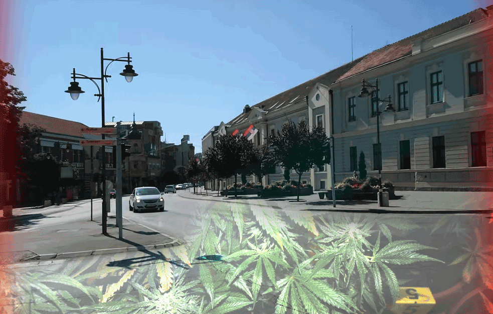 PRO<span style='color:red;'><b>NADJENA</b></span> IMPROVIZOVANA LABORATORIJA za proizvodnju droge: ČAČANIN PAO ZBOG nelegalnopg gajenja i prodaje MARIHUANE 