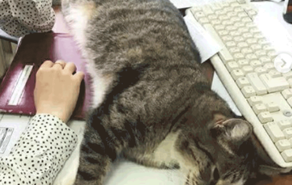 MAČAK OPŠTINAR već 12 godina REŠAVA PROBLEME GRAĐANA! Sastanci ne smeju da počnu BEZ NJEGA! (FOTO)   

