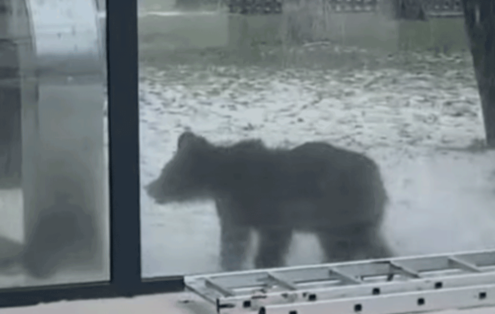 MEČIĆI SIROČIĆI! Uhapšeni za ubistvo MEČKE koja je zalutala sa mladuncima u <span style='color:red;'><b>Berane</b></span> (VIDEO)