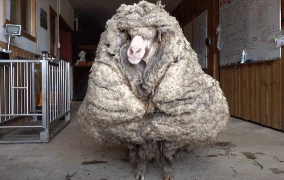 SPAŠENA OVCA POSLE PET GODINA LUTANJA, na njoj čak 35 KILOGRAMA VUNE! (VIDEO)
