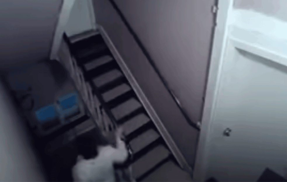 BACALA CRNU MAGIJU PO ZGRADI: <span style='color:red;'><b>Novopazarka</b></span> ispred vrata nalazila VRLO ČUDNE STVARI, a onda je otkrila KRIVCA! (VIDEO)