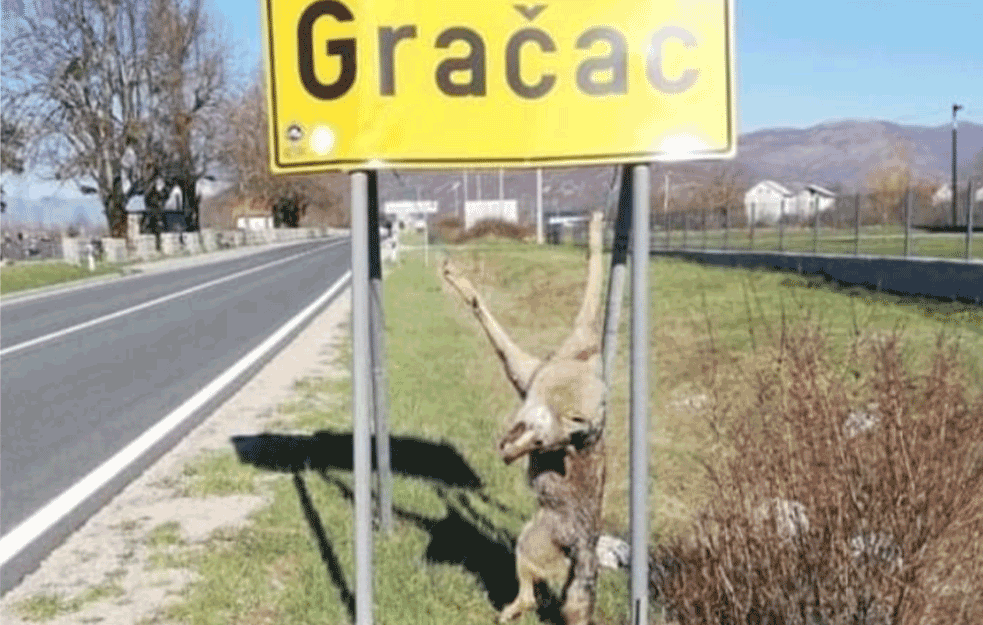 MRTAV VUK OKAČEN O SAOBRAĆAJNU TABLU: Stočari se žale na troškove, a KAZNENE PAPRENE! (FOTO+VIDEO)  

