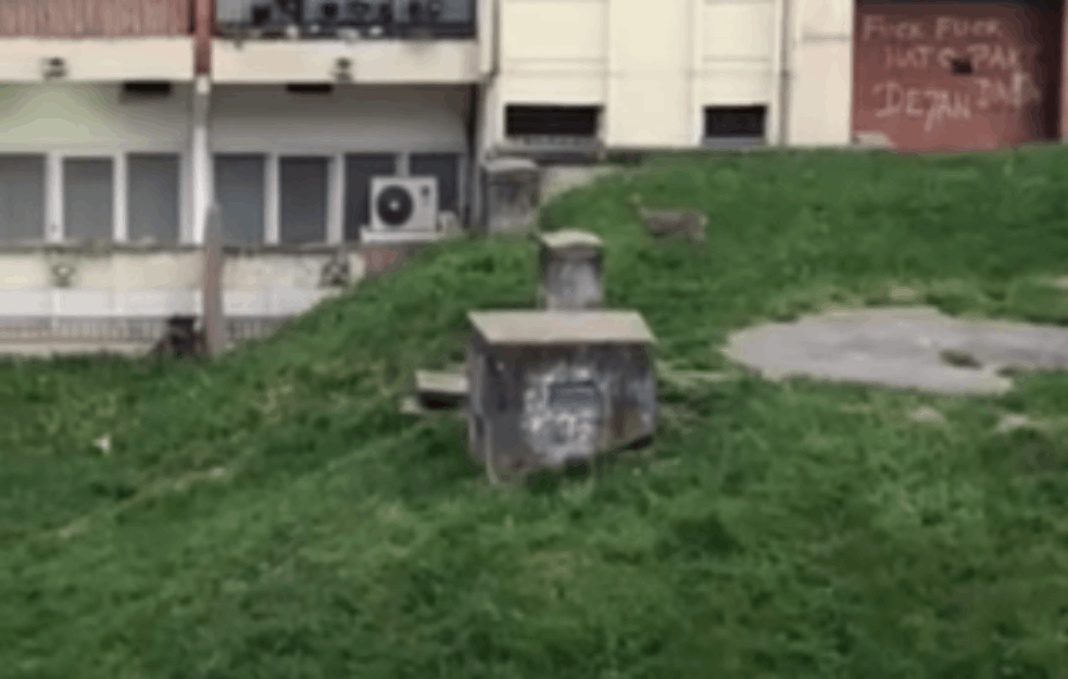 <span style='color:red;'><b>SRNA</b></span> NA NOVOM BEOGRADU: Pogledajte kako životinja šeta kroz blokove (VIDEO)