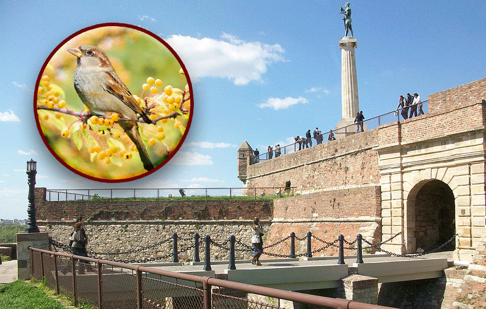 KAKO JE NASTALA LEGENDA O BEOGRADSKOM VRAPCU i gde su sada ove ptice koje su SIMBOL NAŠEG GLAVNOG GRADA?