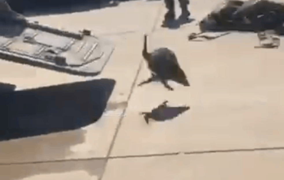URNEBESAN SNIMAK AMERIČKIH VOJNIKA: Kad <span style='color:red;'><b>rakun</b></span> natera marince na povlačenje (VIDEO)