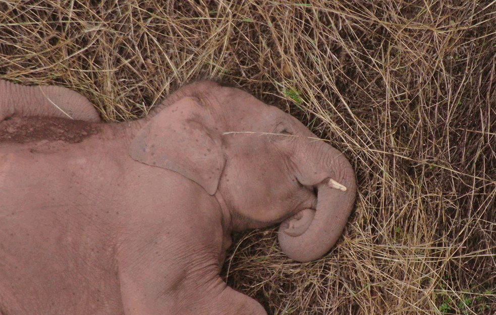 Foto: Fonet/AP