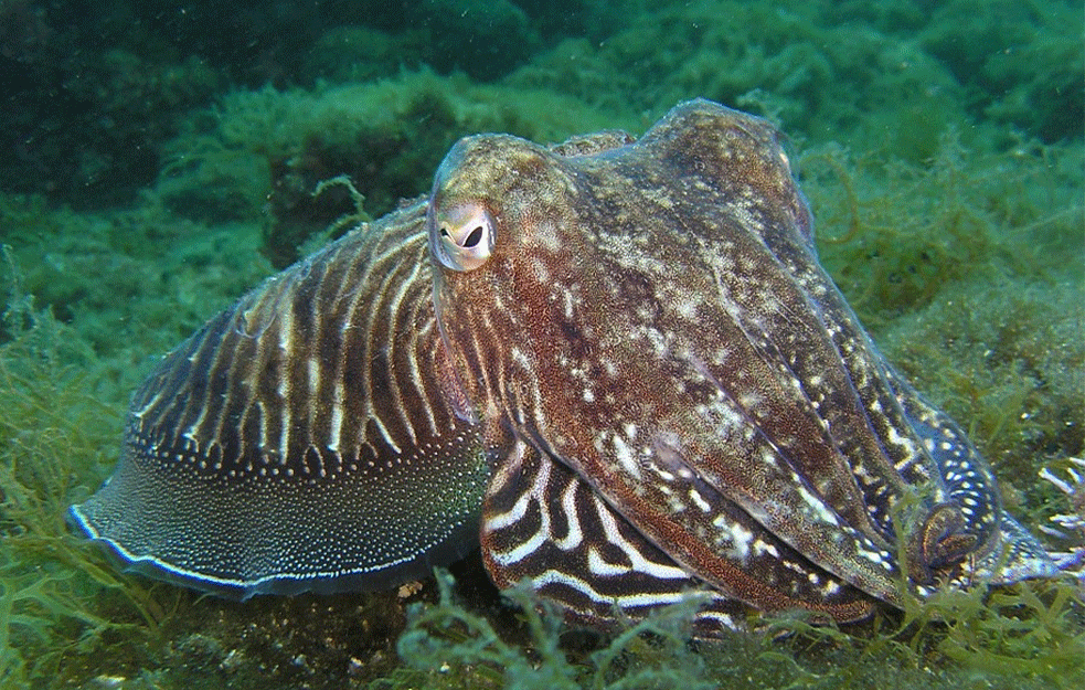 NEVEROVATNA SVEMIRSKA MISIJA: Svetleće lignje odletele u <span style='color:red;'><b>kosmos</b></span>! Nakon što 'obave zadatak' u julu će se spustiti na Zemlju