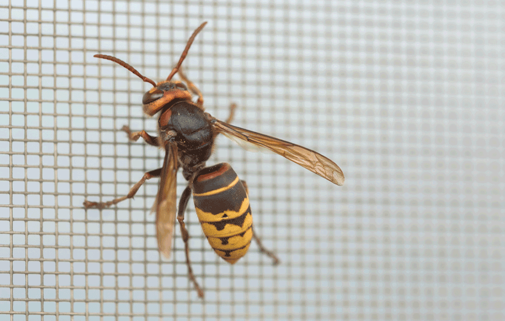 MEŠTANI KOSMAJA U PANICI ZBOG NAJEZDE STRŠLJENOVA: Opasni insekti pokušavaju da im uđu u kuću, stanovnici postavili mrežice! 
