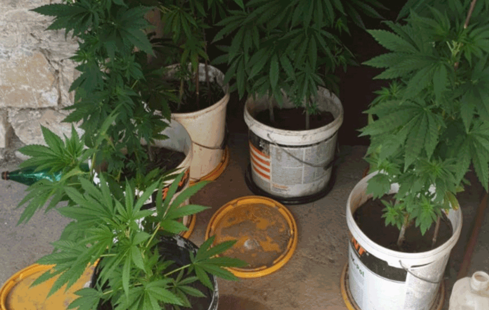 ČETIRI OSOBE UHAPŠENE U AKCIJI POLICIJE, BIA I <span style='color:red;'><b>UKP</b></span>: Pronađena laboratorija za uzgoj MARIHUANA!

