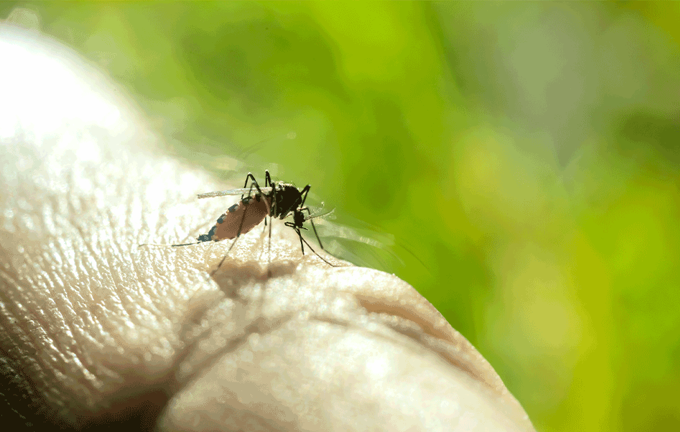 ANGAŽOVAĆE AVIJACIJU: Zbog virusa Zapadnog Nila, u borbu sa KOMARCIMA uložena OZBILJNA SUMA! 