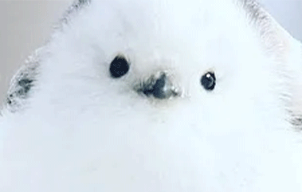 Da li je ovo NAJSLAĐA ptičica na svetu? Maleni vrapčić sa japanskog ostrva podseća na pufnastu kuglicu <span style='color:red;'><b>pamuk</b></span>a (FOTO+VIDEO)