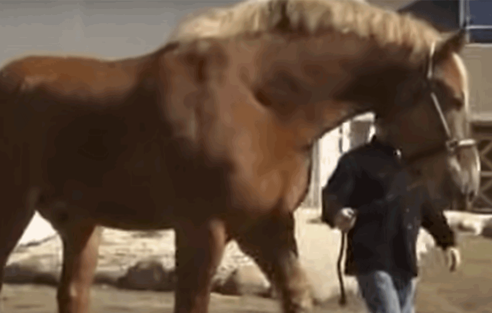 <span style='color:red;'><b>UGINUO</b></span> NAJVIŠI KONJ NA SVETU: U ramenima imao preko dva metra, a bio težak 1.136 kilograma (VIDEO)
