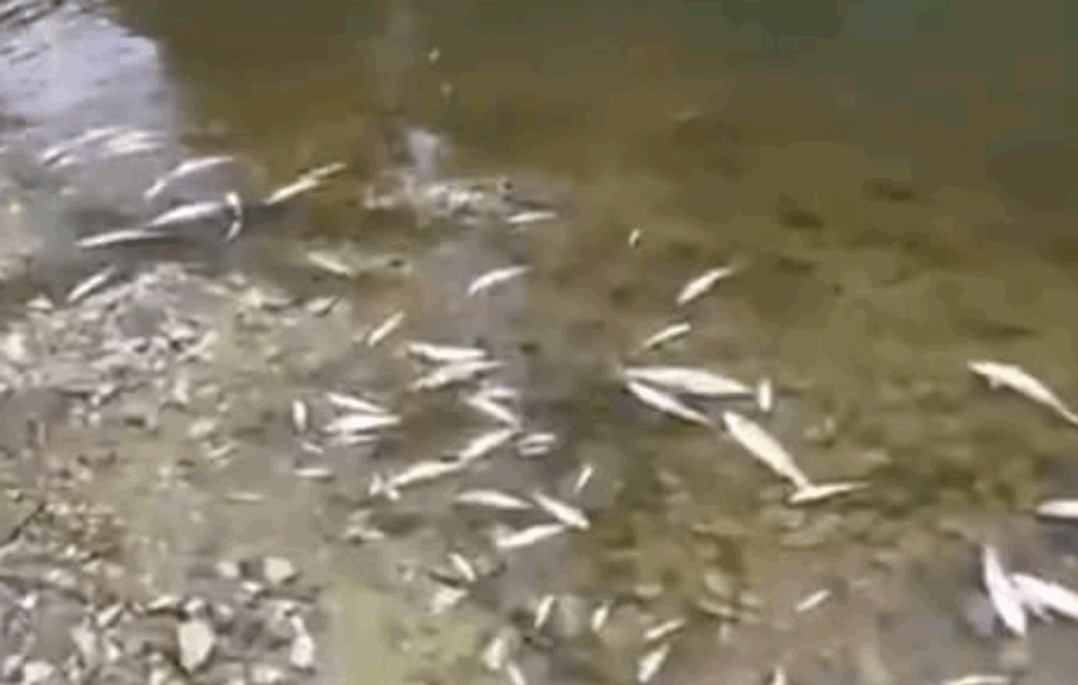 JEZIV PRIZOR! Ekocid na Kolubari, POTROVALI RIBU amonijakom! (VIDEO) 

