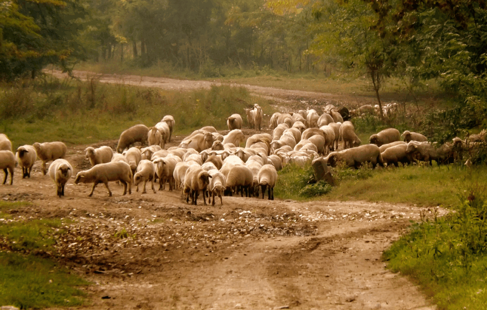 UŽAS U SELU KOD IVANJICE: Grom USMRTIO <span style='color:red;'><b>STADO</b></span> OVACA, letele su tri metra u vazduh! 

