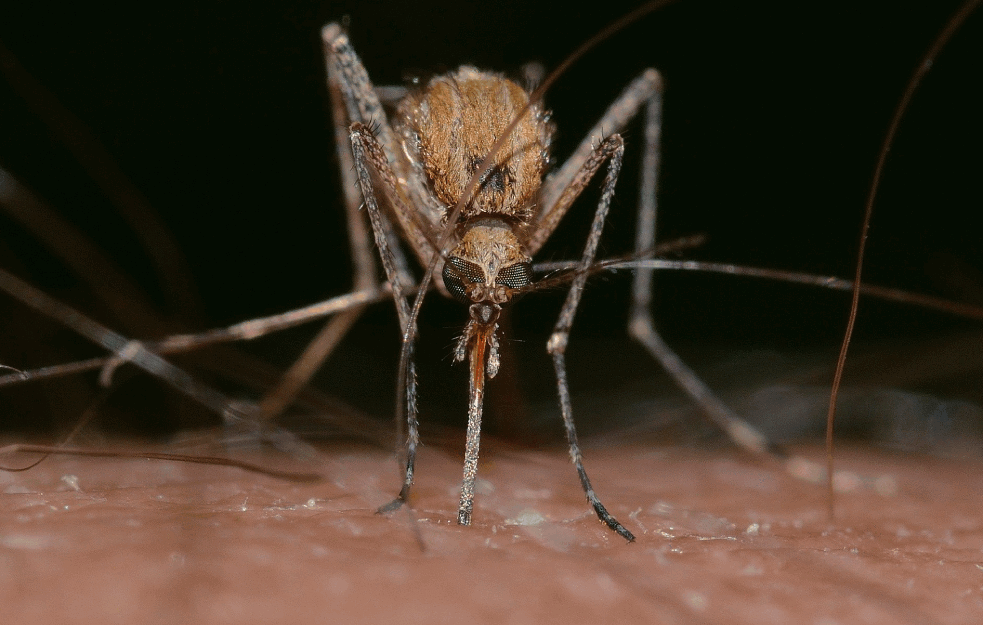 OPASAN VIRUS STIGAO U SRBIJU! Registrovana <span style='color:red;'><b>DVA slučaja</b></span>, a evo koji su SIMPTOMI ZAPADNOG NILA! 
