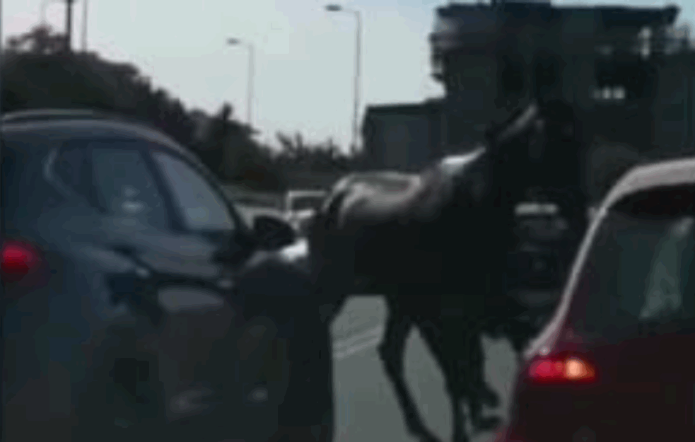 DRAMATIČNA SITUACIJA U BEOGRADU: Konj POBEGAO sa <span style='color:red;'><b>Hipodrom</b></span>a, pa JURCAO MOSTOM NA ADI! (VIDEO) 
