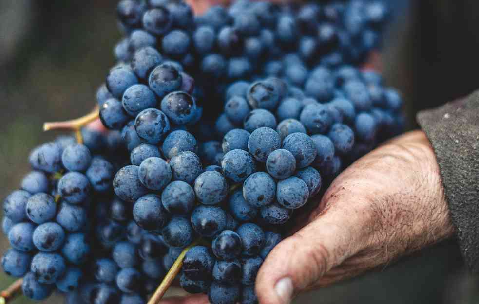 OVO SAMO SRBIJA IMA: Grozdovi iz oplenačkih vinograda teški i po DVA kilograma
