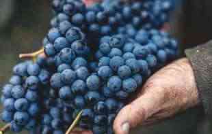 OVO SAMO SRBIJA IMA: Grozdovi iz oplenačkih vinograda teški i po DVA kilograma