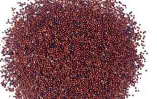 Kanihua biljka je organski proizvod i ne sadrži <span style='color:red;'><b>gluten</b></span>