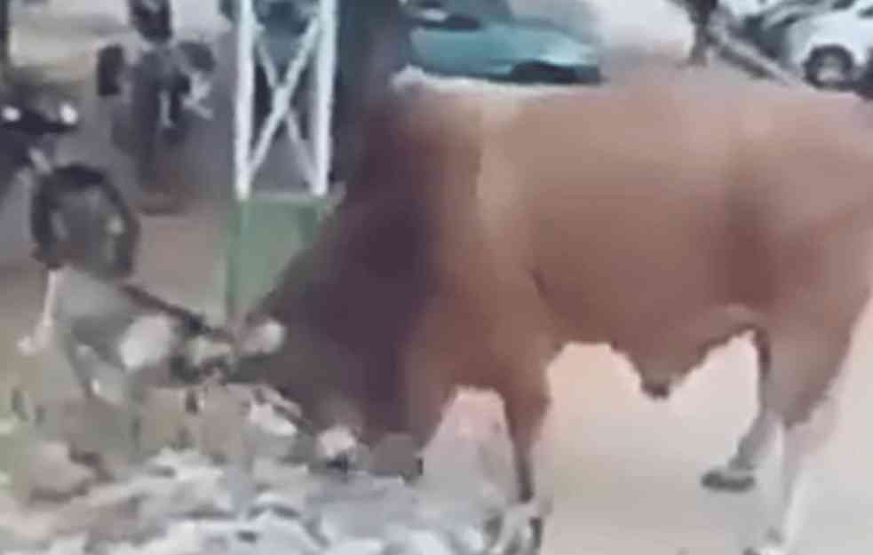OVO NEMA NI U BASNAMA! URNEBESNO! Šta se dešava kada JARAC i BIK ukrste ROGOVE? (HIT VIDEO)