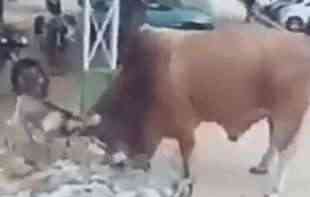 OVO NEMA NI U BASNAMA! URNEBESNO! Šta se dešava kada JARAC i BIK ukrste ROGOVE? (<span style='color:red;'><b>HIT VIDEO</b></span>)