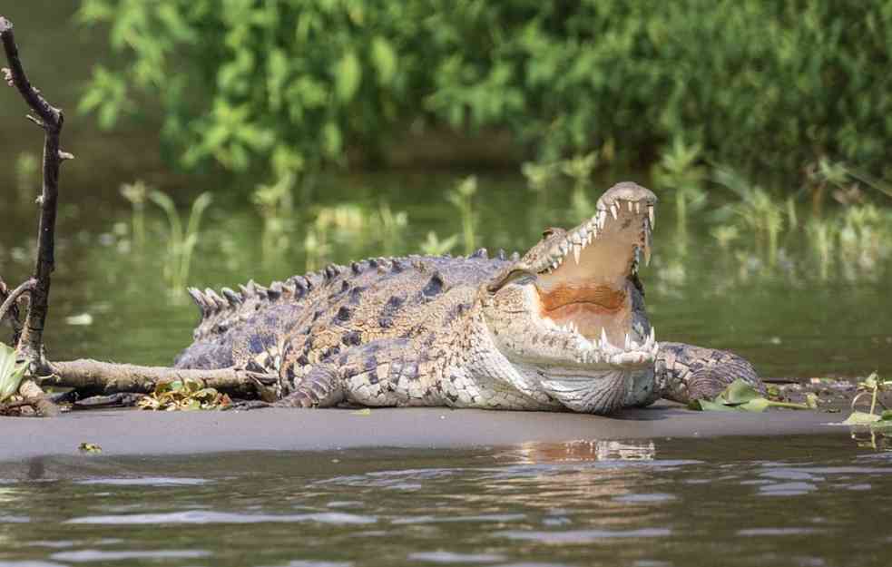 KRICI I JAUCI ODZVANJALI PARKOM! Turista hteo selfi, pa ga krokodil iskasapio