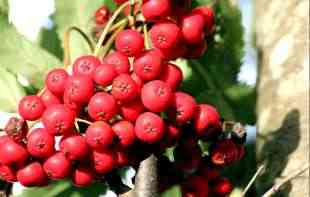 VITAMINSKA BOMBA: Ove moćne <span style='color:red;'><b>bobice</b></span> će prečistiti vašu krv i OJAČATI vam telo!