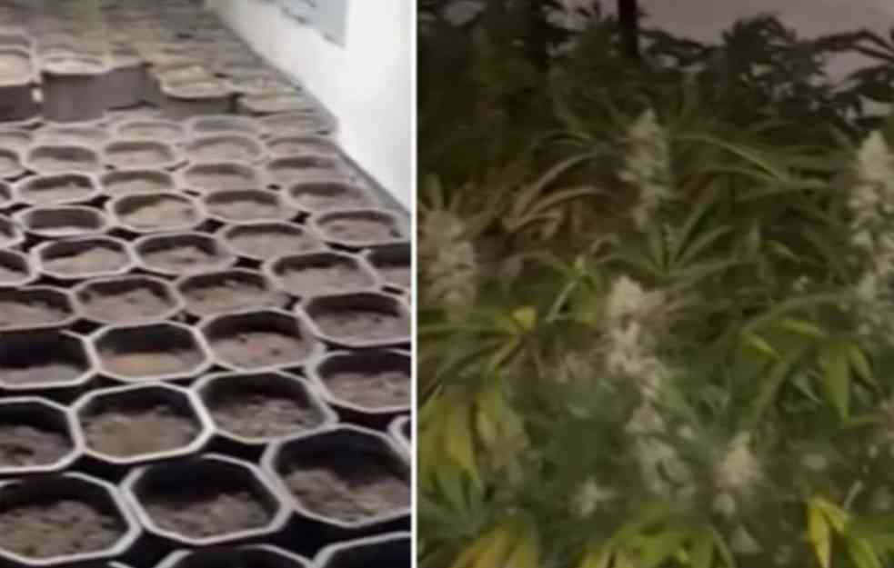 OTKRIVENA LABORATORIJA MARIHUANE! Zemunac (73) napunio kuću saksijama sa kanabisom (VIDEO)
