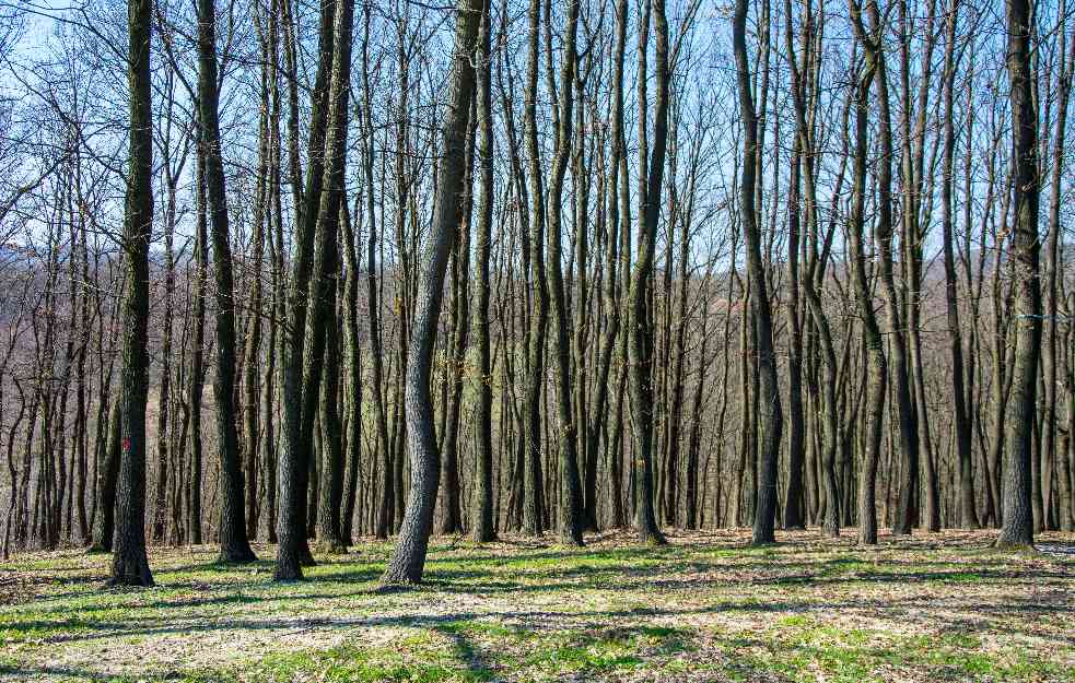SRBIJA PROGLASILA DVA NOVA NACIONALNA PARKA: Posle 40 godina doneta ovakva odluka (FOTO)
