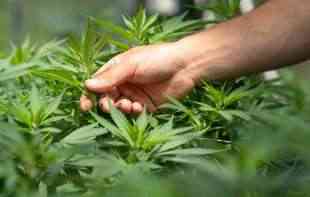 <span style='color:red;'><b>Marihuana</b></span> veoma jako utiče na mozak tinejdžera: Podložan je štetnom uticaju THC-a