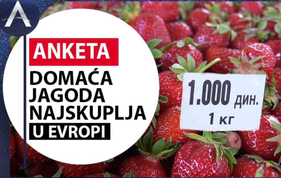 KAO DA SU OD SUVOG ZLATA: Domaća jagoda NAJSKUPLJA u Evropi (VIDEO)