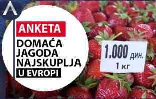 KAO DA SU OD SUVOG ZLATA: Domaća jagoda NAJSKUPLJA u Evropi (VIDEO)
