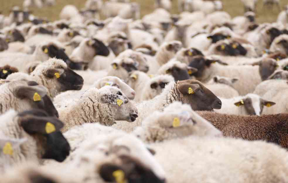 Ovako će izgledati „Farma 8