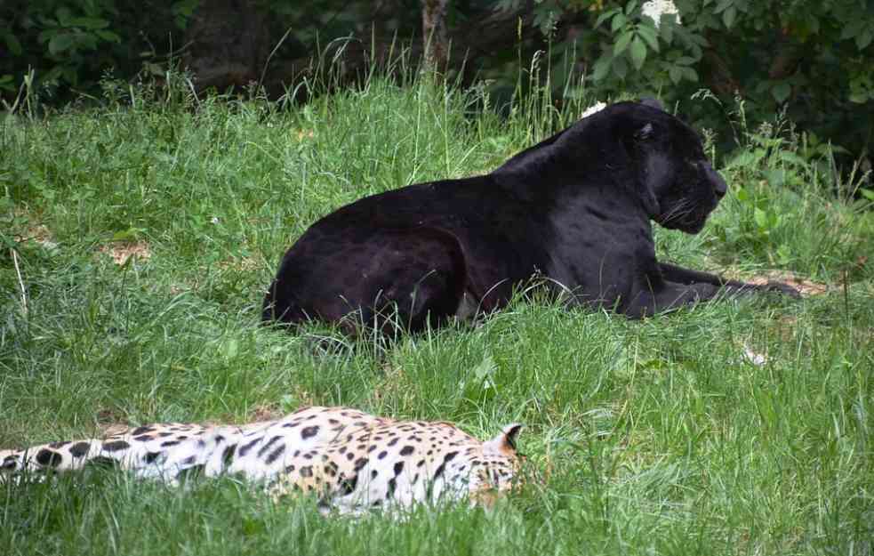 IZ ZAGREBAČKOG ZOO VRTA PORUČUJU: Crni panter kao vrsta ne postoji