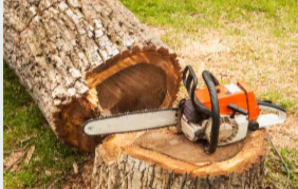 SRAMOTA: Isekao hrastove u šumi manastira pa prodavao stabla